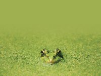 The covert curriculum