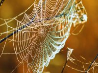 Create a spider museum