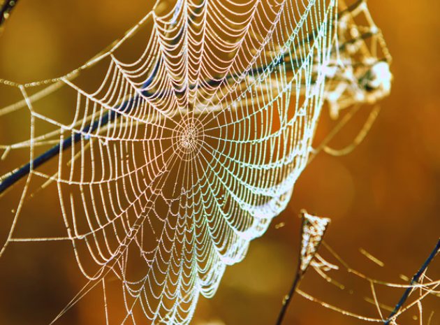 Create a spider museum