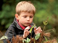 Teaching ideas for woodland play