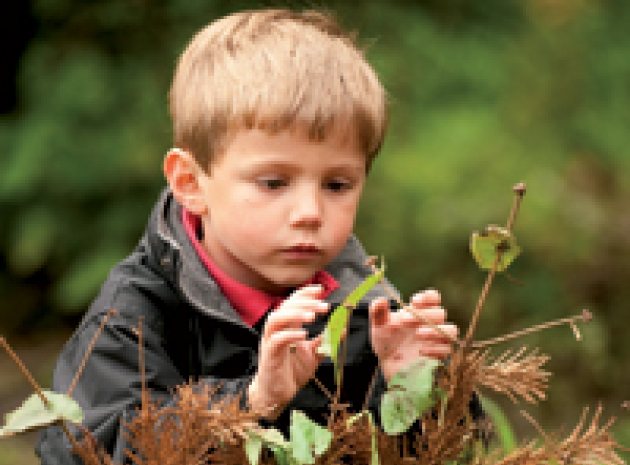 Teaching ideas for woodland play
